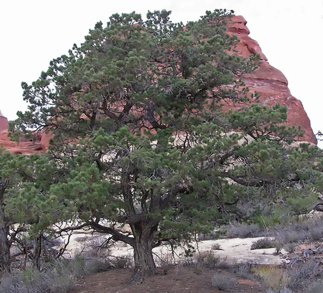 Colorado Pinyon Pine, Pinus cembroides edulis, Tree Seeds (Hardy, Evergreen)