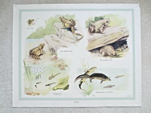 1950s SCHOOL POSTER Nature Study FROG TOAD NEWT RETRO WALL ART Macmillans