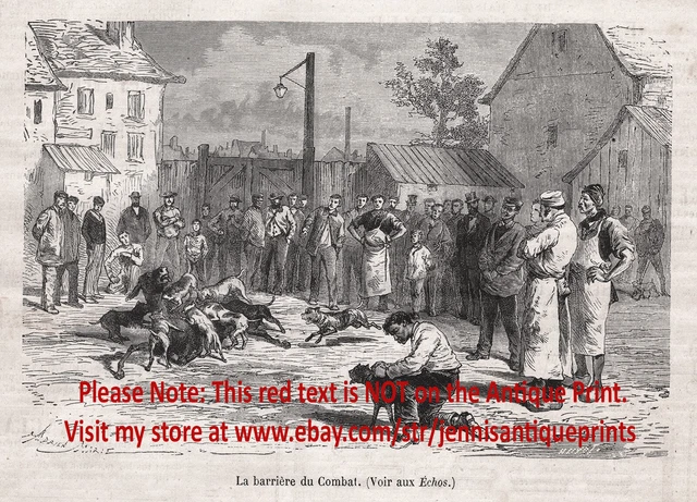 Dog Pit Bull Fighting Baiting Sport Attack Mule, 1870s Antique Engraving Print