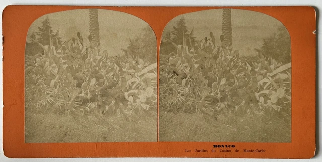 Monaco Gardens of the Monte-Carlo C1870 photo stereo albumin vintage p77l6n