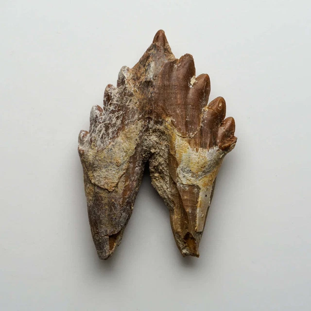 Genuine Natural Pre Historic Basilousaurus Whale Tooth