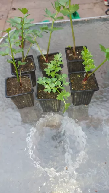 3x  Lovage  Plants  Herb , in 9 cm or bigger pots