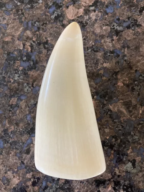 GORGEOUS “FAUX” SPERM WHALE TOOTH 10.6oz 6” NO RESERVE FREE SHIPPING!!!