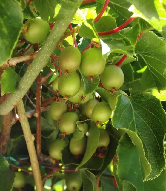 Actinidia Arguta * Hardy Kiwi * Issai Sweet Fruit * 30 graines rares *