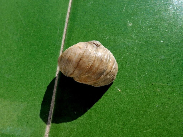 Fosiles Moluscos " Excepcional Molusco Gryphaea De Moselle (Francia)  - 2A23 "