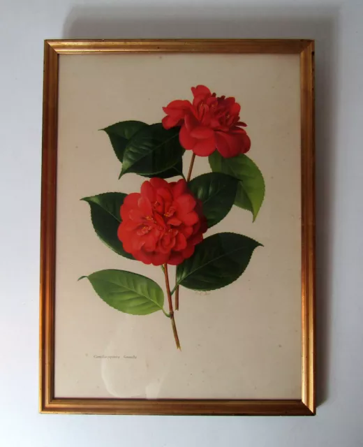 ancienne gravure botanique encadrée camelia signée Paul Jones