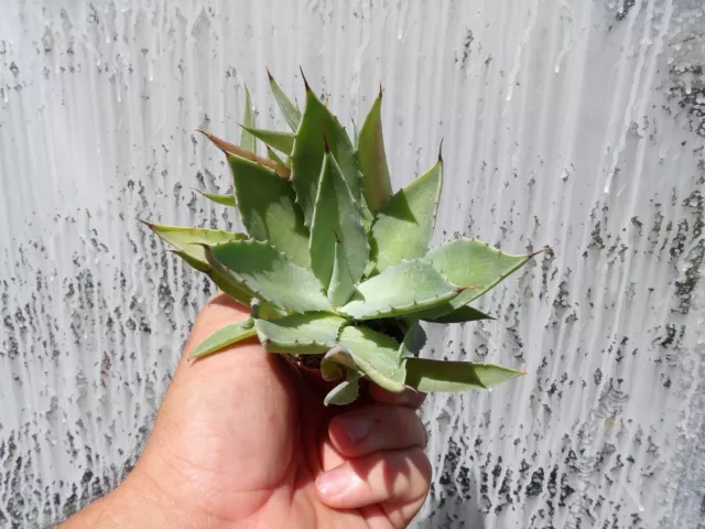 Agave pygmae  big succulent pot5cm wysiwyg