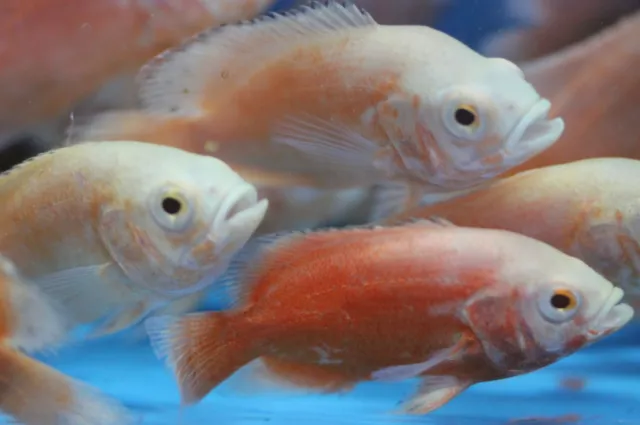 Live Albino Red Oscar Cichlid for fish tank aquarium