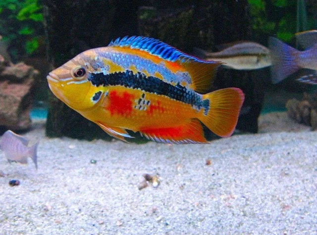 1 Live Salvini Cichlid Premium Freshwater Tropical Fish High Quality Grade A+++