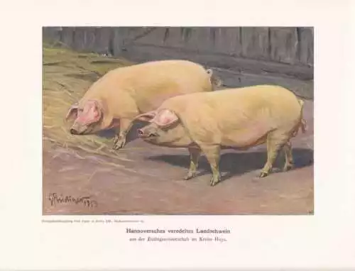 Hannoversches Landschwein Farbdruck von 1925 Reprin