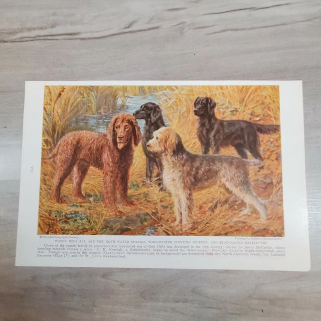 Vintage Dog Print Page Edward Herbert Miner Art Irish Water Spaniel Griffon Retr