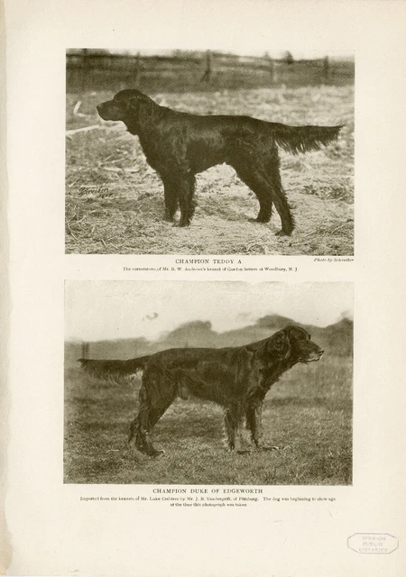 Gordon Setter Named Dogs Original Antique Dog Print Page From 1906