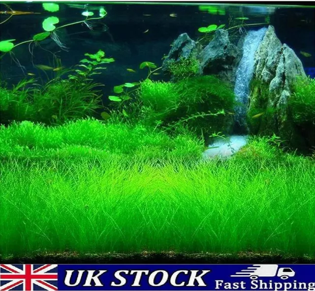 Aquarium Grass Seeds, Eleocharis parvula Aquatic Water Fish Tank Grass Plant