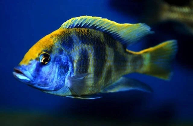 Giraffe Hap -Venustus Cichlid (Nimbochromis venustus) - Live Freshwater Fish