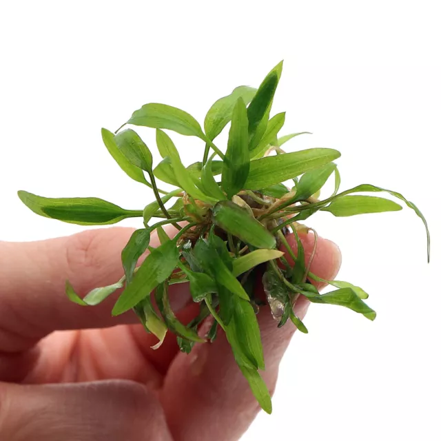 Cryptocoryne affinis red (small) Live Aquarium Plants Tropical Tank In Vitro