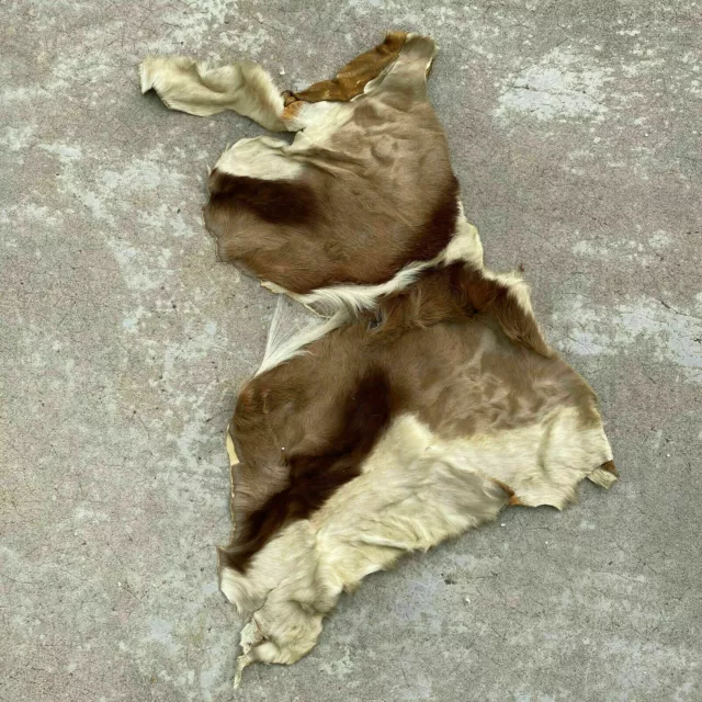 French Taxidermy animal Fur pelts Skin leather 26032017 French Taxidermy animal Fur pelts Skin leather 26032017