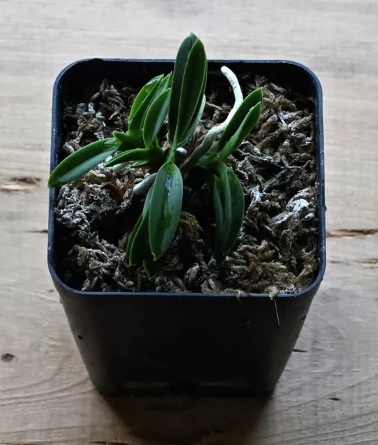 Neofinetia falcata - blooming size 2