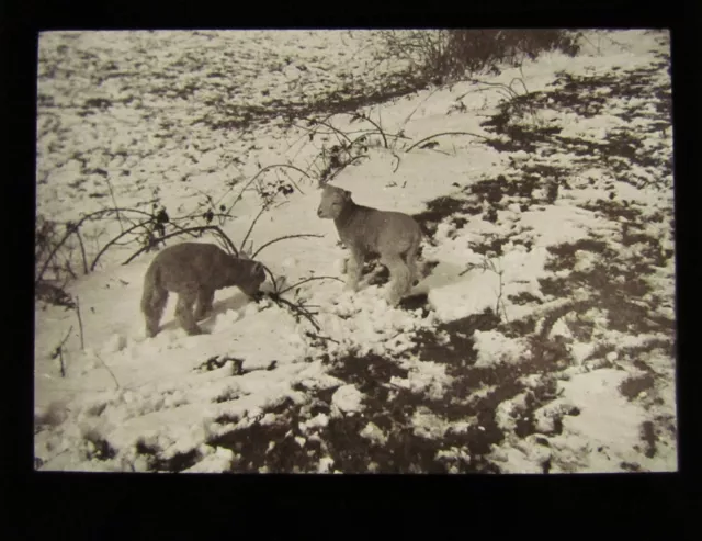 Glas Magic Laterne Rutsche LÄMMER IM SCHNEE C1900 LANDWIRTSCHAFT L20