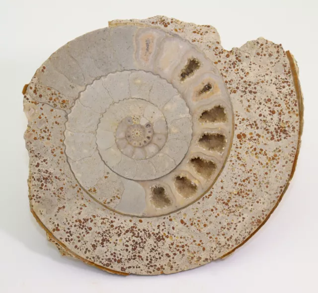 Ammonite, Parkinsonia sp., Jura, Bajoc, Bayeux room, Normandy, France -i17