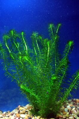 Anacharis Elodea Egeria Densa Easy Live Aquarium Plants BUY 2 GET 1 FREE ✅