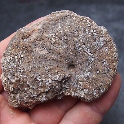 77mm Ammonite Calcite Mineral Fossil Ammonite Late Cretaceous Coniacian 2