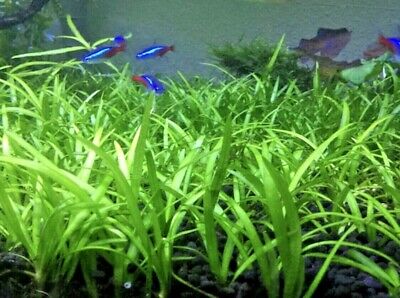 Dwarf Sagittaria Subulata Dwarf Sag Live Fish Tank Plants BUY 2 GET 1 FREE