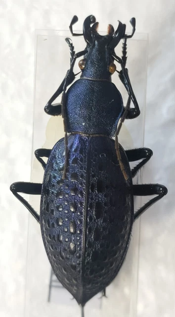 Carabus Coptolabrus smaragdinus ssp husensis Chine var. bleu pourpre - A- -