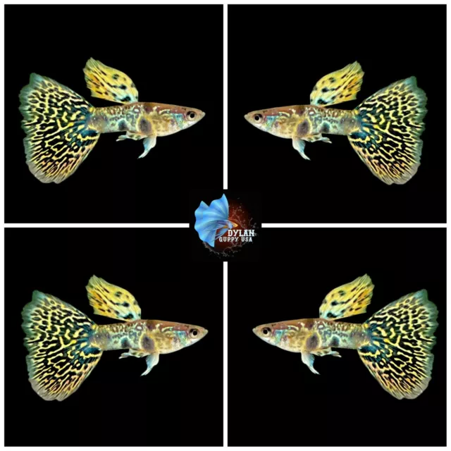 1 Trio - Live Aquarium Guppy Fish High Quality - Tiger King Cobra - USA Seller