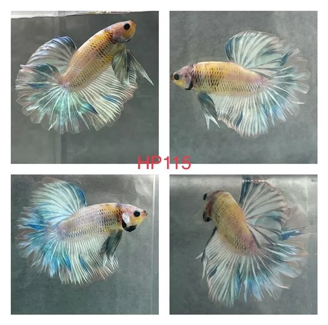 Live Betta Import Tropical Fish - Green White Yellow HM Male -1-3 day Delivery