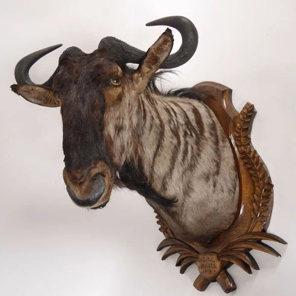 Gran Ñu Azul Gnu Bestia Salvaje Cabeza Preparado de Cabeza Taxidermy Decoración