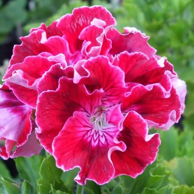 African Queen Regal Pelargonium x 1 Plant -------------------- Geranium