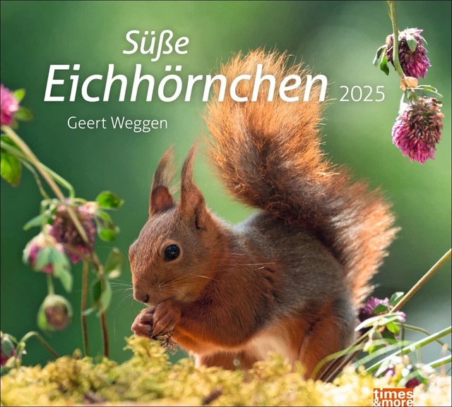 KALENDER 2025 TM Eichhörnchen Bildkalender für 2025 EUR 6,99 - PicClick DE