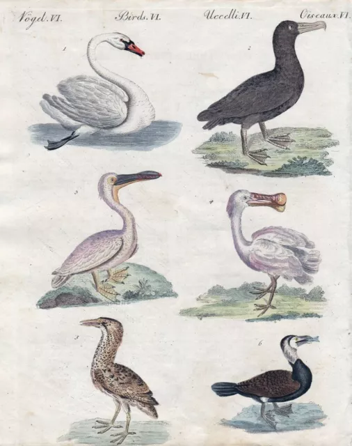 Cygne Swan Pelican Oiseau Birds Engraving Imprimé Ancien Bertuch 1800