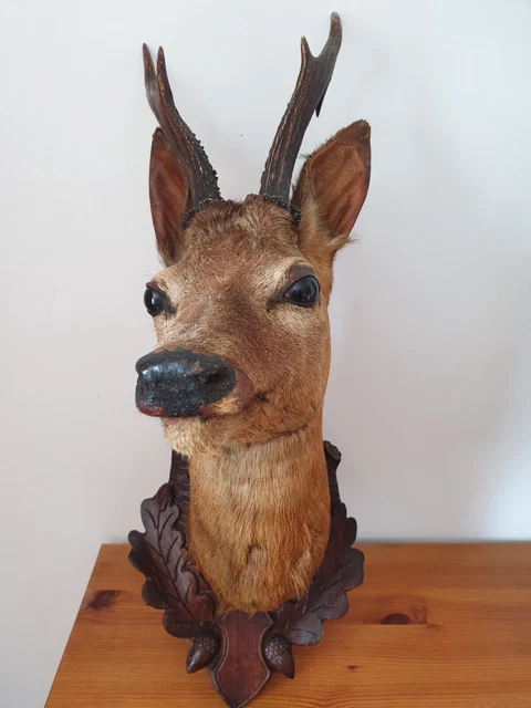 Trophée chevreuil tendence vintage