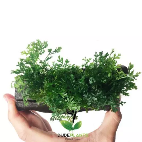 Bolbitis Heteroclita Mini on 12 Cm Driftwood Live Aquarium Plant Betta Fish Tank