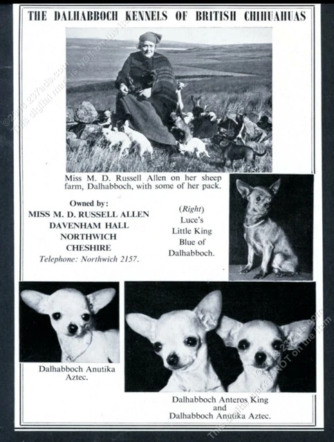 1957 chihuahua champion dogs photo British dog breeder vintage print ad