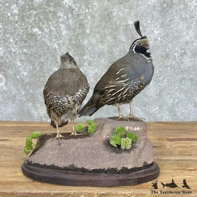 #26356 E+ | California Quail Taxidermy Bird Mount For Sale