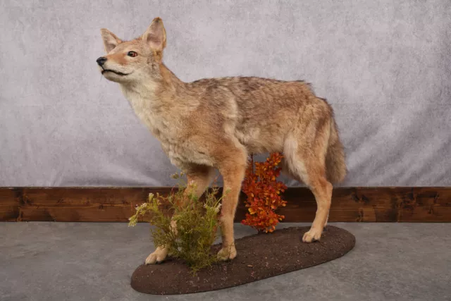 Coyote Howling Life Size Mount #13538 - The Taxidermy Store