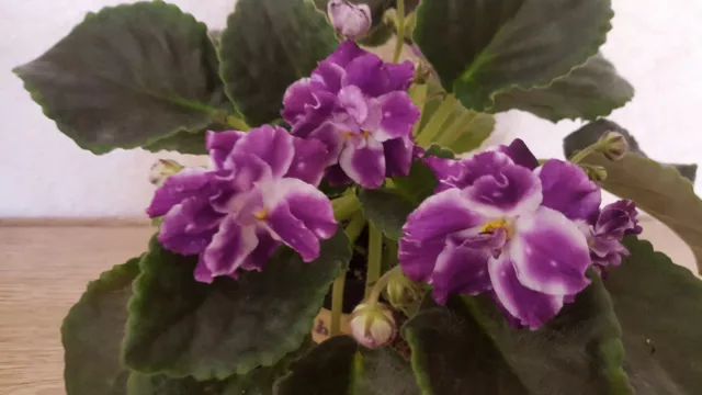 African Violet " Iseberg " 2 Blätter Usambaraveilchen.