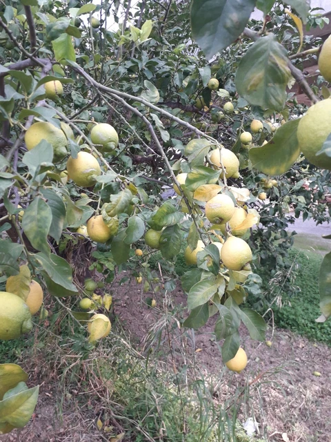 Limoni Di Sicilia Raccolti Il Giorno Prima della Spedizione. Kg 20