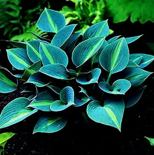 100 Green Hosta Plant Seeds Hosta plantaginea Garden Flowers Perennials