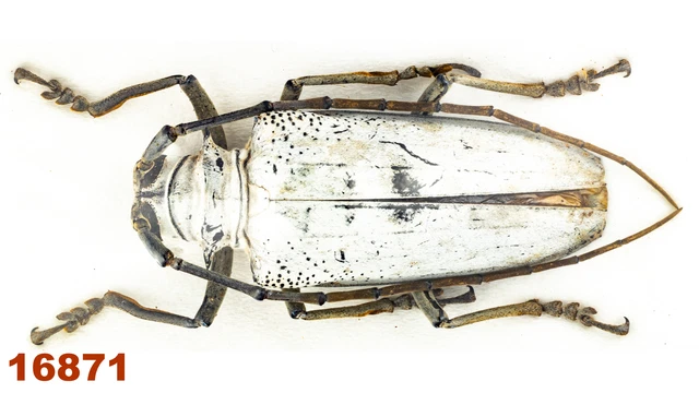 Cerambycidae: Rosenbergia vetusta  A1, 51 mm , 1 pc