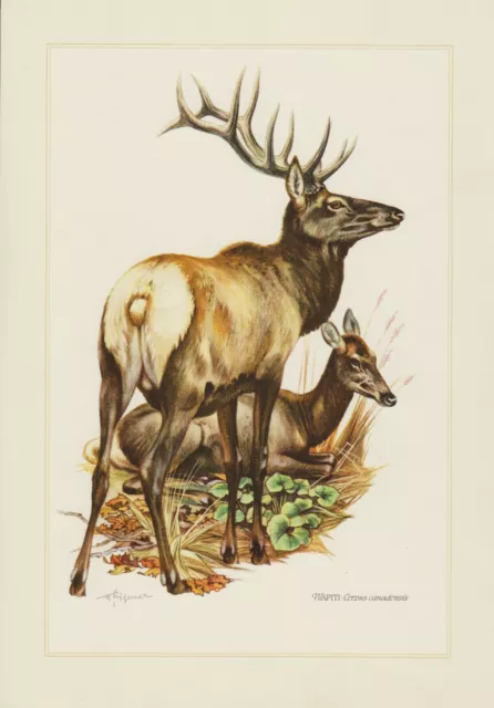 Wapiti Cervus canadensis Hirsch Hirsche  Farbdruck 1958 Zoologie