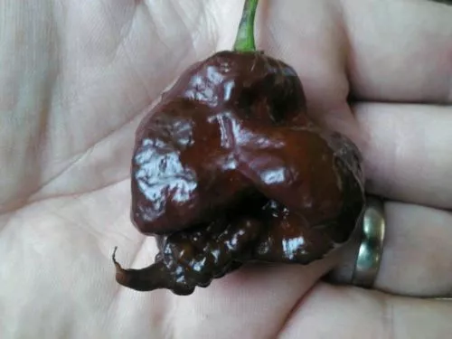 15 Semi Di Peperoncino Carolina Reaper Chocolate