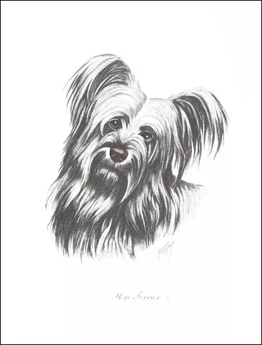 SKYE TERRIER DOG FINE ART PRINT - ITALIAN HAND COLOURED ENGRAVING - by Reggio