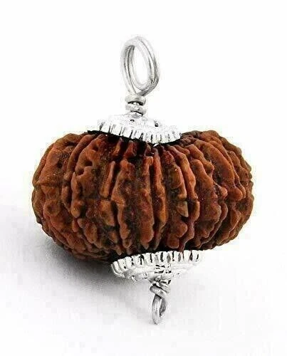 21 Mukhi Rudraksha Hindu Sacred Very Rare Bead (Certificado A++)