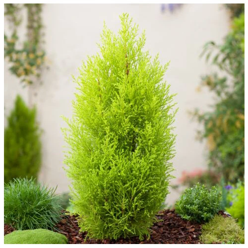 Magnolia × Soulangeana - Magnolia Da Fiore Da Esterno