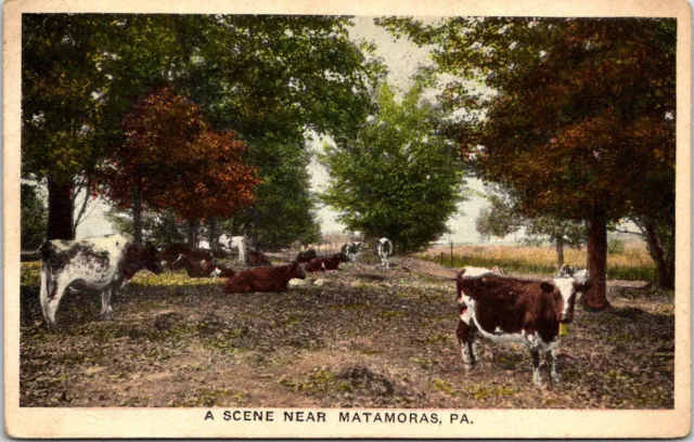 Postcard 1914 Matamoras Scene Cows Farm Pennsylvania A139