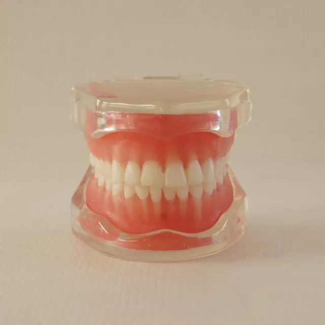 Dental Standard Typodont Demonstration Teaching Removable Tooth Model with 28pcs
