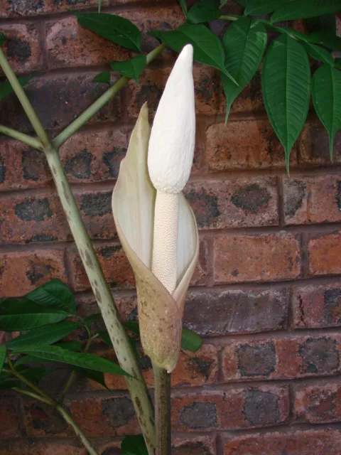 Amorphophallus excentricus. Voodoo Lily.  Rare!  4.5cm wide tuber. Aroid